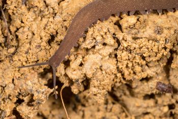 Media type: image;   Invertebrate Zoology 143930